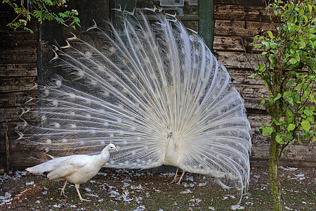 valkoinen riikinkukko, Peacock, lintu, eläimet, Linnut, höyhenet, eläinten