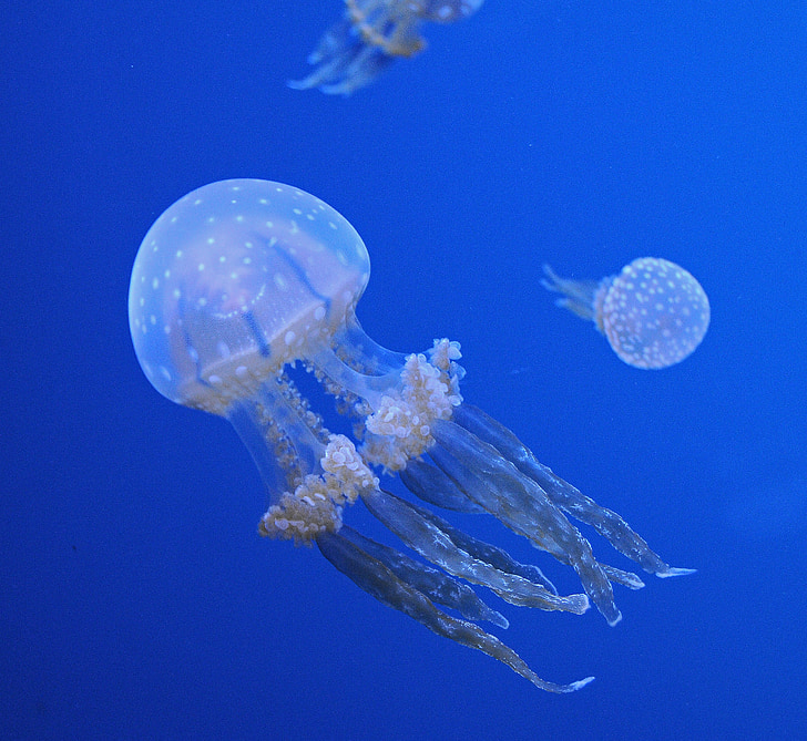 jellyfish, ocean, aquatic life, animal, tentacles, poisonous, deep sea