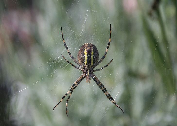 wasp spider, spin, insect, yellow, nature, network, animal