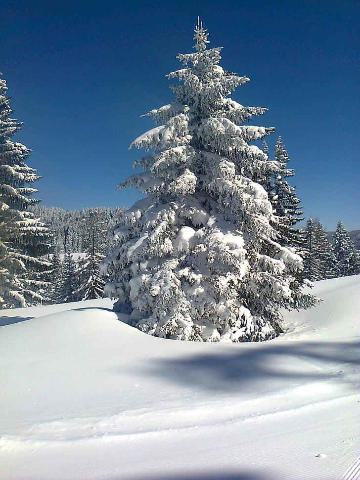 nieve, árbol, frío, invernal, invierno, naturaleza, bosque