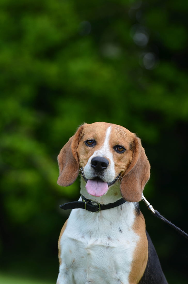 Beagle, σκυλί πακέτων, πορτρέτο, το καλοκαίρι, κυνηγετικό σκυλί, σκύλος, ζώο