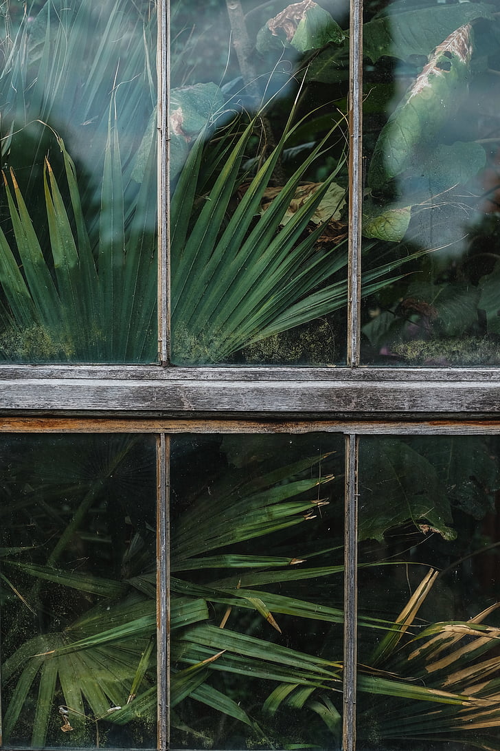 window, shield, glass, green, plants, nature, outside