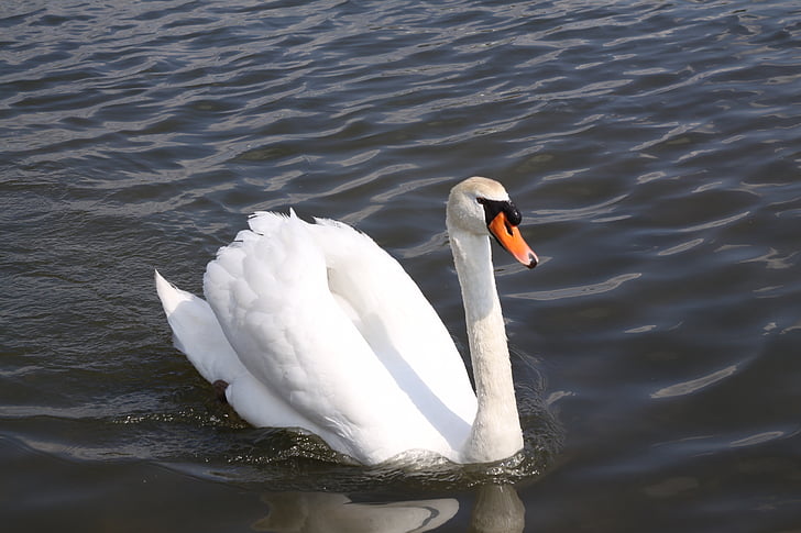 Swan, fuglen, hvit, fjær, Lake, vakker