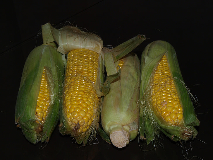 corn, the ear, harvest, yellow