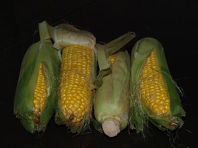 玉米, 耳朵, 收获, 黄色