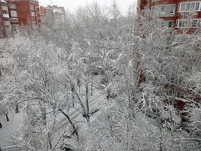 ziemas, sniega, koki, auksti, salna, balta, filiāle