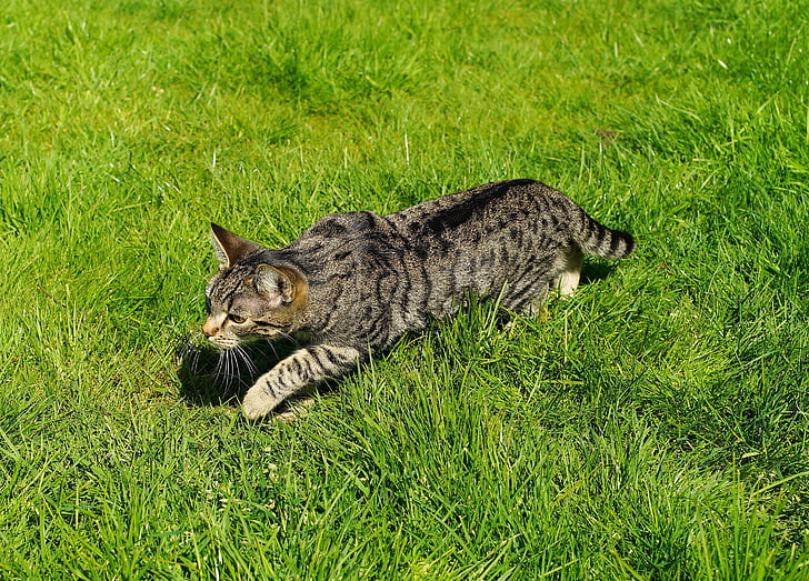 mačka, domače mačke, vrt, mladiči urha klicati, zalezovanje, trava, ven