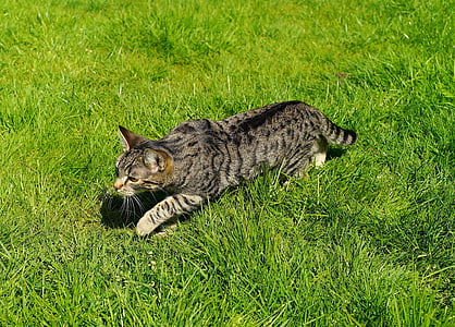 котка, домашна котка, Градина, млад котка, дебне, трева, вън