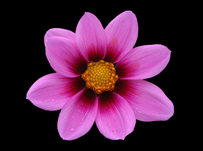 Northwest, Cosmos, kukka, musta, vaaleanpunainen, violetti