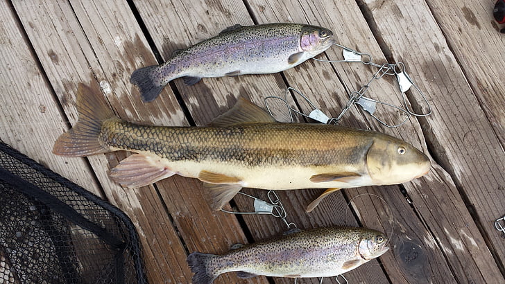 trout, fishing, fish, sucker, hook, rainbow trout, catch