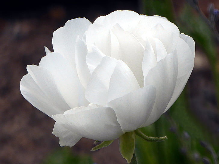 kwiat, Anemone, biały, Ranunculaceae, wiosna
