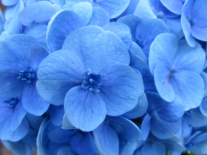 hydrangea, flower, blue, stamens, blossom, petal