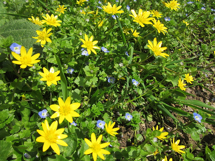 Ranunculus ficaria, małopolskie calendine, Wildflower, Flora, botanika, roślina, gatunki
