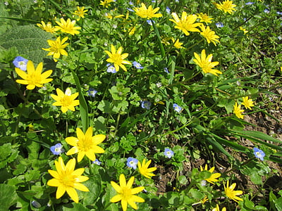 Blåveis ficaria, mindre calendine, wildflower, Flora, botanikk, anlegget, arter