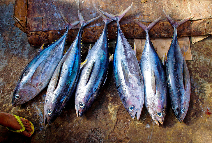 tuna fish, tuna, fish, catch, scales, fin, fresh