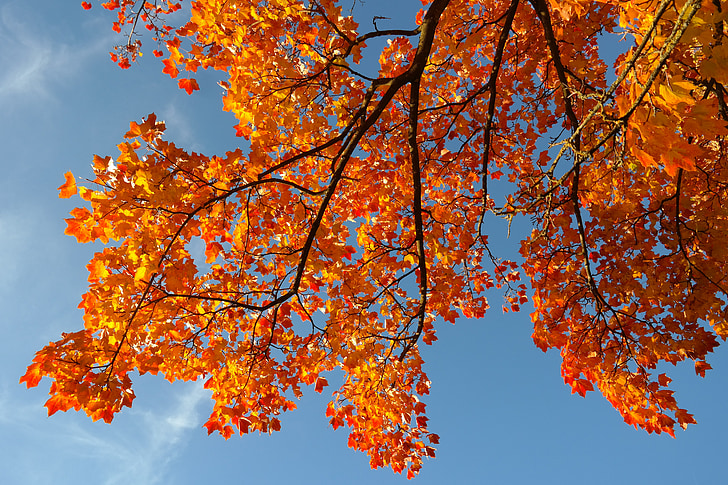 foglie, autunno, colore di caduta, ramo, acero, Acer platanoides, giallo