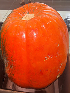 very big, pumpkin, halloween, orange, huge, october, seiyu ltd