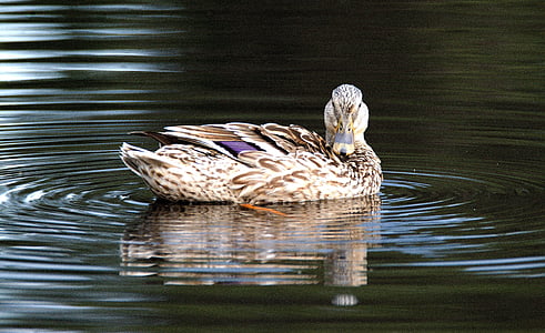 duck, wild, pond, water bird, mallard duck, bird, water