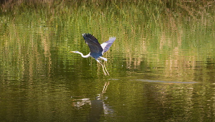 heron, flies, starts, water, mirroring, reflected, reed