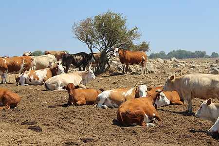 vacas, granja, animal, ganado, productos lácteos, leche, mamíferos