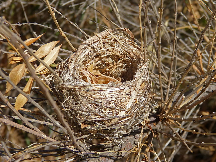 nest, vogels, maken van een nest, takken, natuurlijke het platform, dierlijke nest, hooi