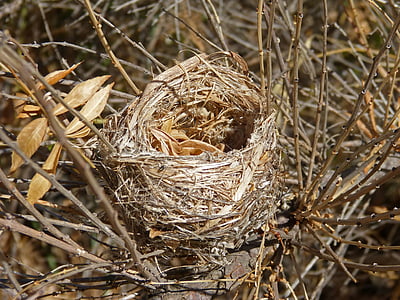 nest, vogels, maken van een nest, takken, natuurlijke het platform, dierlijke nest, hooi