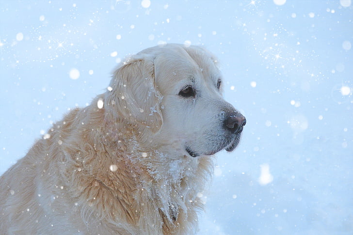 zlatý retrívr, pes, Milé, domácí zvíře, zvířecí portrét, Zimní, sníh