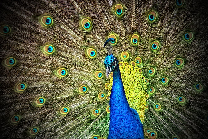 Peacock, dier, iriserende
