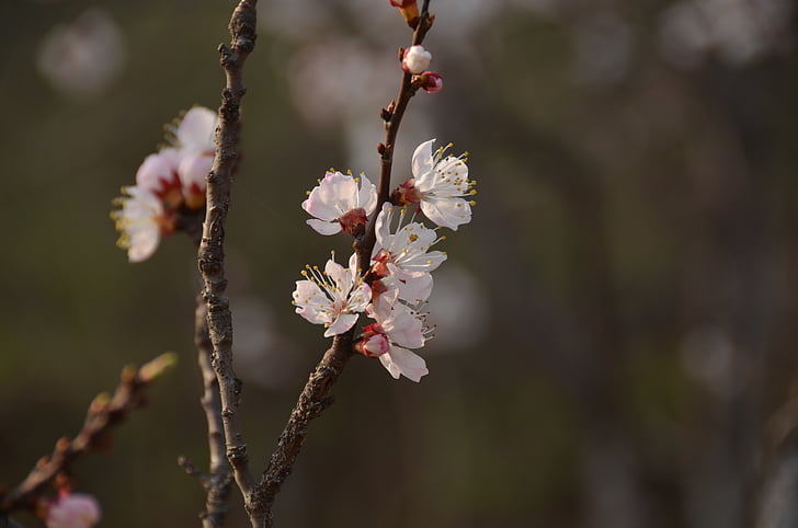 plum, boring, shooting, white blossom, spring, branch