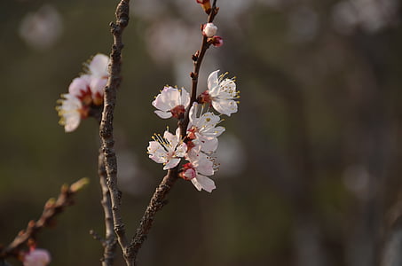 Prem, membosankan, menembak, blossom putih, musim semi, cabang