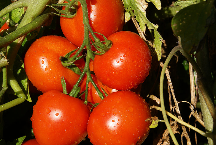 tomat, sayur, Makanan, alam, tanaman, makanan sehat, merah