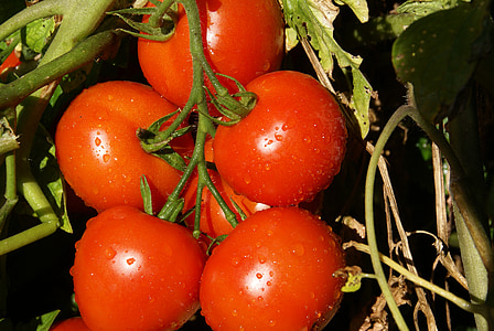 Tomaten, Gemüse, Essen, Natur, Anlage, gesunde Ernährung, rot