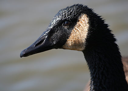 canadian goose, close up, head, profile, portrait, bird, waterfowl