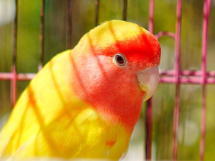 papagaio, animal, pássaro, animais de estimação, amarelo, bico, natureza