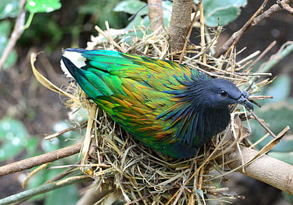 nicobar pigeon, pigeon, bird, nest, exotic, wildlife, nature