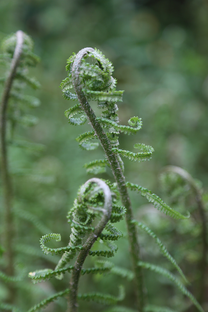 fern, nature, young leaves