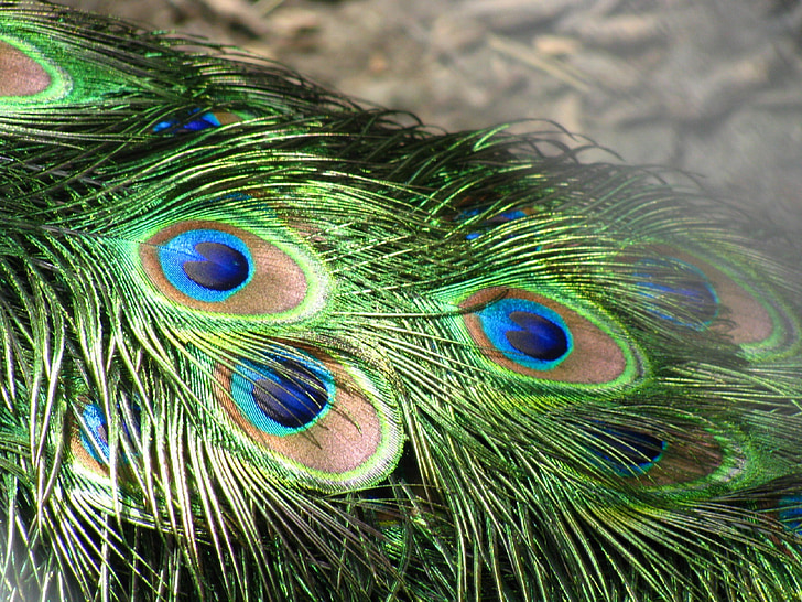 Peacock, veren, staart, verenkleed, groen, blauw, iriserende