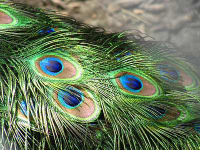 paon, plumes, queue, plumage, vert, bleu, irisé