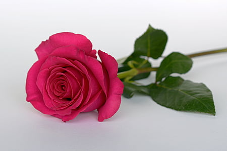 steg, Pink, Rose blomst, Romance, Kærlighed, Blossom, Bloom