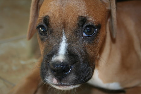 Boxer, filhote de cachorro, cão, bonito, jovem, cabeça, animal de estimação