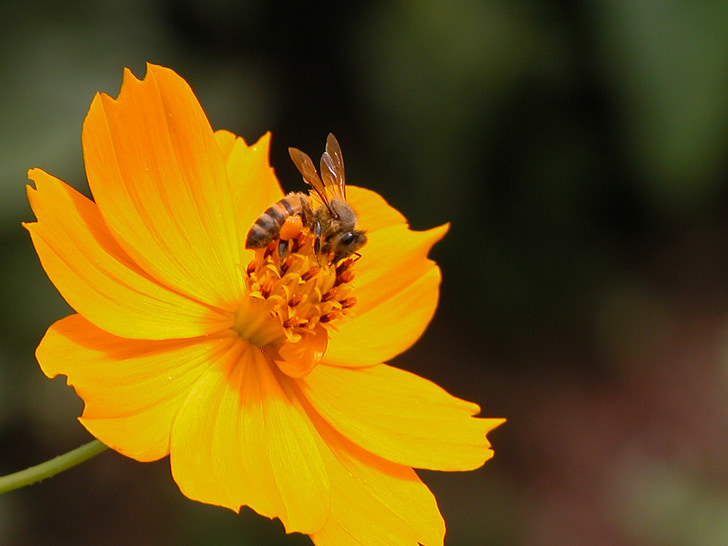 kukka, mehiläinen, oranssi