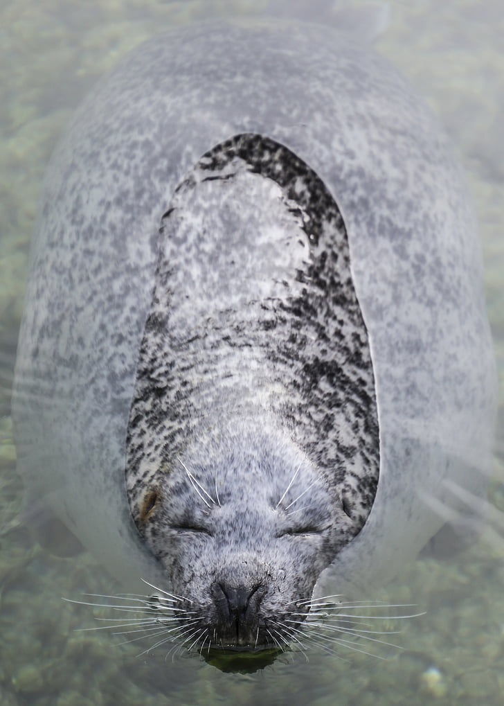 seal, robbe, head, water, enjoy, swim, animal