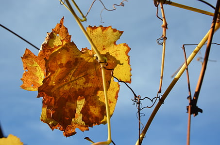 list, Příroda, podzim, zahrada, žlutá, sezóny, strom