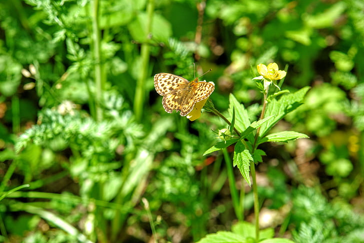 бабочка, Фауна, Флора, Baikalsee, Байкал, озеро, Россия