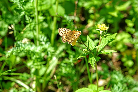motýľ, Fauna, Flora, baikalsee, Bajkal, jazero, Rusko