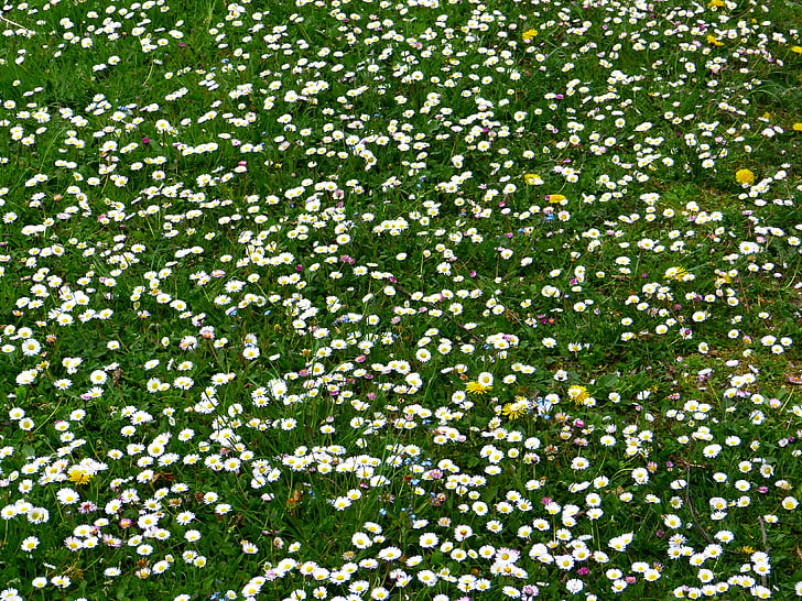 Daisy, Meadow, Prairie de Daisy, fleurs, Blossom, Bloom, plante