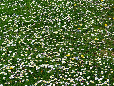 Daisy, Meadow, Prairie de Daisy, fleurs, Blossom, Bloom, plante