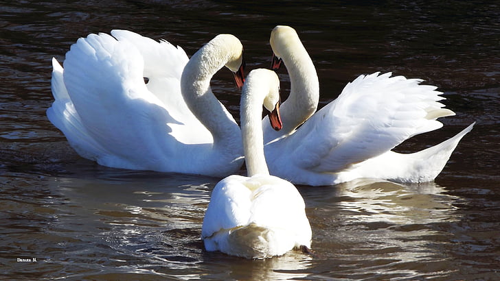 white, swans, mature, lake, closeup, nature, water