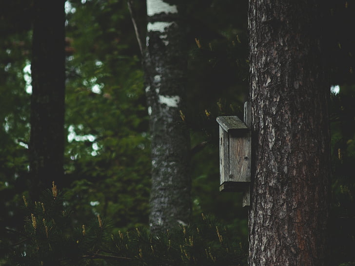 birdhouse, fa, erdő, természet, fenyő, sötét, béke