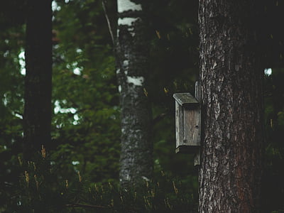 Birdhouse, copac, pădure, natura, PIN, întuneric, pace